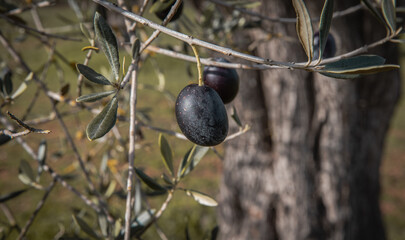 Europe Olive Groves in Winter harvest season - 751804111