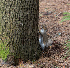 Herd of young wild deer and with big crows running on fresh grass in Phoenix Park in Dublin, Ireland. The 708-hectare park is connected to the 