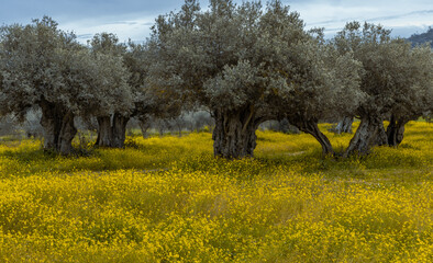 olive groves in Alentejo  Portugal - 751804531