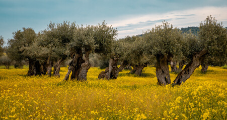 olive groves in Alentejo  Portugal - 751804532