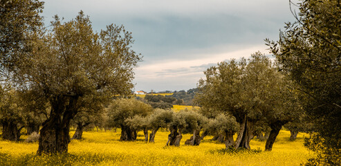 olive groves in Alentejo  Portugal - 751804559