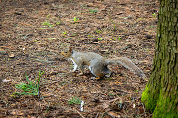 Charming squirrel on fallen pine leaves in National Botanic Gardens, Dublin, Ireland.  Large area with naturalist sections, formal gardens, an arboretum and a greenhouse with Victorian palms.