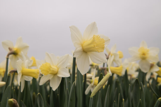 close up of yellow daffodils in a row in a flower field in the Netherlands
