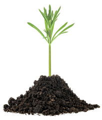 Green plant in soil pile isolated on a white background. Gardening time.