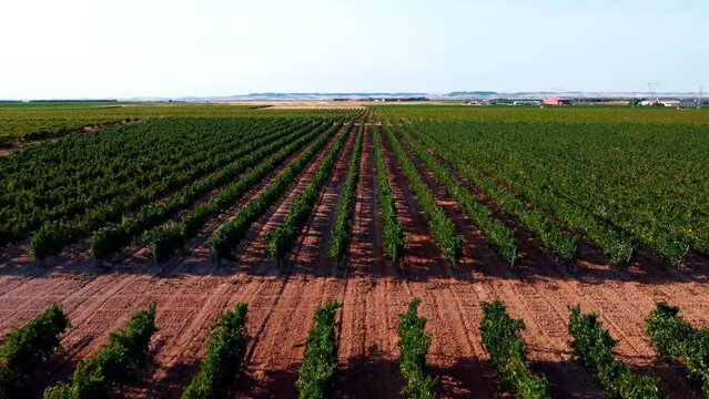 Vi&ntilde;edos en D.O. Rueda 