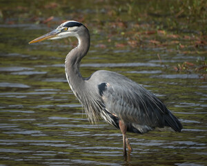 Fototapeta premium Great Blue Heron portrait