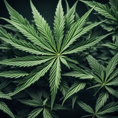 green cannabis leaves