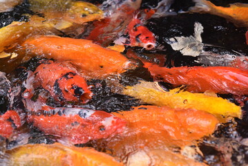 Obraz na płótnie Canvas The beautiful color Koi fishes swimming