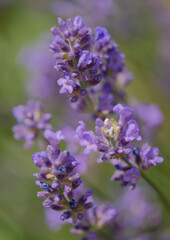 Lavender flower background