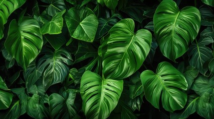 exotic tropical leaves background