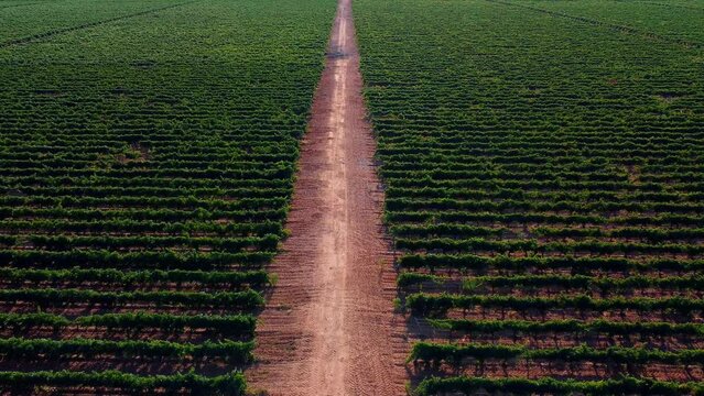 Vi&ntilde;edos en D.O. Rueda 