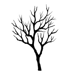 Leafless winter tree. Hand drawn sketch. Line art. Black and white design element on white background. Isolated. Tattoo image