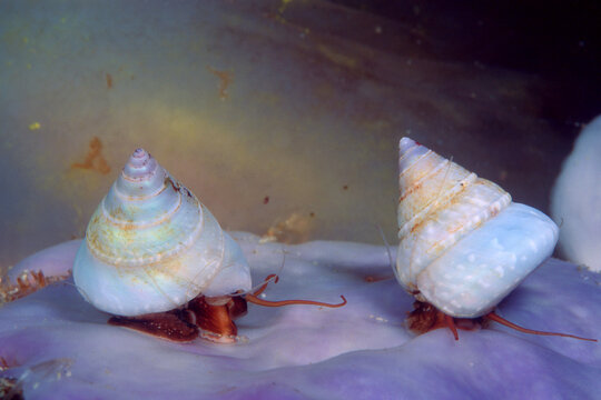 Calliostoma laugieri, Mollusca, Trochidae, unusual albino specimens on a sponge .Sardegna, (Sardinia), Italy (Mediterranean sea) 