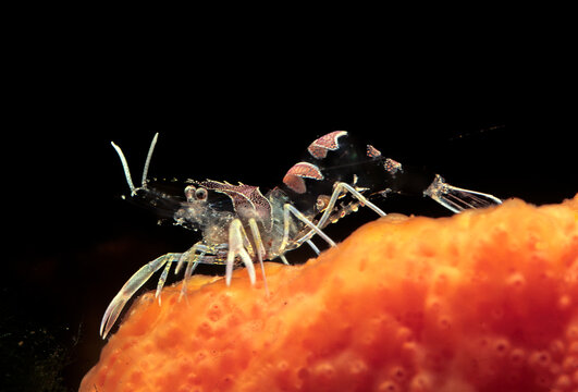 Close-up of comensal shrimp (Periclimenes amethysteus)