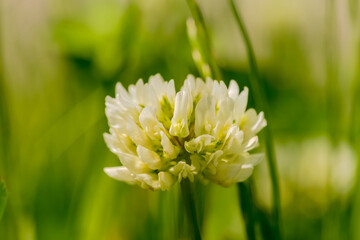 Na trawniku w mieście zakwitł kwiat koniczyny białej. Kwitnienie dzikich roślin na trawniku miejskim w maju. - obrazy, fototapety, plakaty