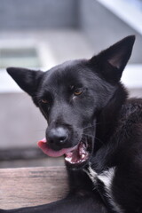 portrait of a black dog wake up next to a beer