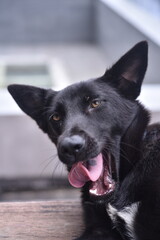 portrait of a black dog wake up next to a beer