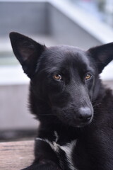 portrait of a black dog wake up next to a beer