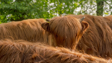 Młoda szkocka krowa wyżynna (highlander) wśród „morza” swoich krewnych w wiosenny...