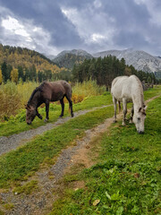 Horses in nature in Altai