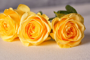 Bouquet of beautiful yellow roses close-up