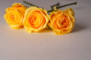 Bouquet of beautiful yellow roses close-up