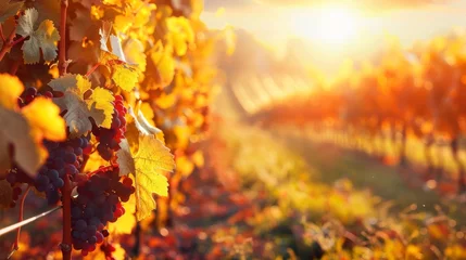 Cercles muraux Marron profond Autumn vineyard landscape at sunset background