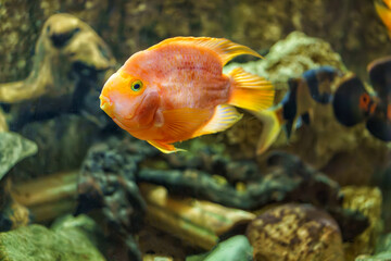Fish swim in the aquarium
