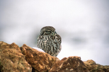 Little owl on stone in the snow Sardinia, Italy