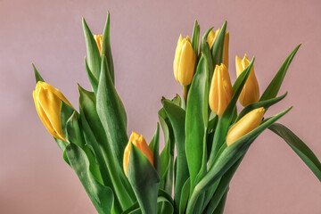 Bouquet of yellow tulip flowers on pink background, panorama, flat lay,copy space,panorama