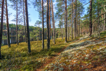 Obraz premium Forest landscape and lake in the northern regions of Russia in late autumn.