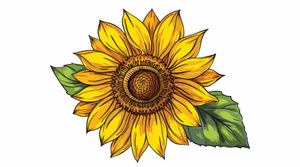 Sunflower flower. Floral botanical flower. Isolated