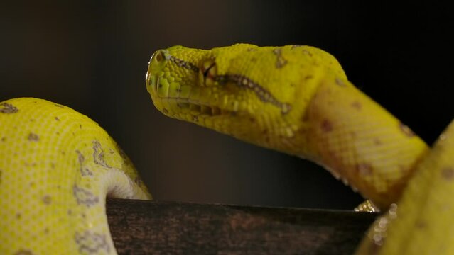 green python tongue flick slomo closeup on branch