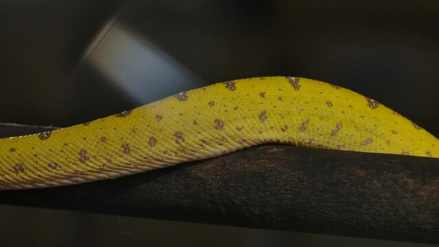 green python works its way along a branch as body slithers