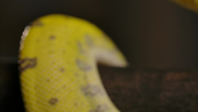 green python head pulls away to look for prey