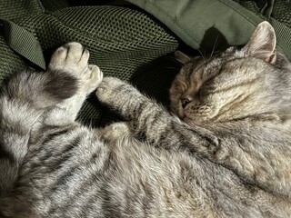 Cute cat sleeps on a backpack.