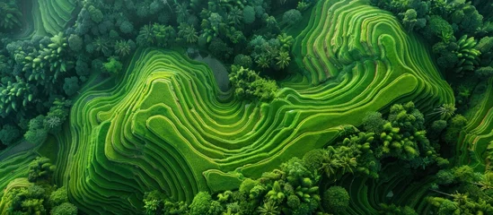 Papier Peint photo Vert A view from above displaying a dense and vibrant green forest with various trees and vegetation.