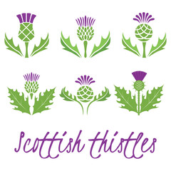 Set of Scottish thistles.