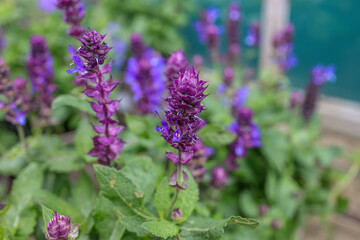 Salvia Blue Marvel is a compact, upright, clump-forming, herbaceous perennial with ovate, toothed, aromatic, dark grey-green leaves and blue flowers.