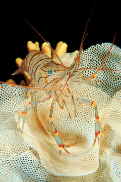  Rock Shrimp, Palaemon elegans on Briozoo Alghero, Capo Caccia, Sardinia, Italy.