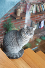 A cute beautiful English cat sitting on the stair,chair