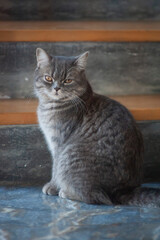 A cute beautiful English cat sitting on the stair,chair