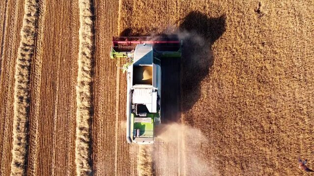 Trabajos de cosecha del cereal (Castilla y Le&oacute;n)