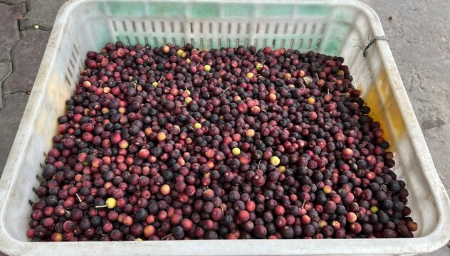 Grewia asiatica, commonly known as phalsa or falsa. Also Indian Sherbet Berry.
