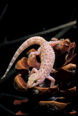 Geco verrucoso, Hemidactylus turcicus, Mediterranean Gecko, on a pine cone, Alghero, Sardegna, Italia. Riserva naturale di Porto Conte Capo Caccia Isola Piana