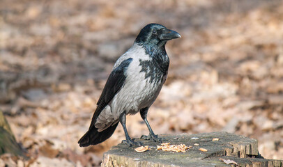 crow on the ground