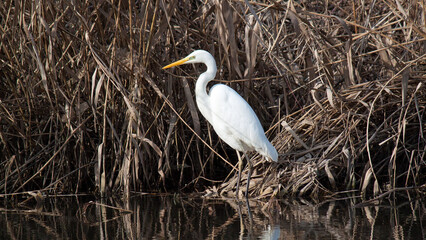 great blue heron