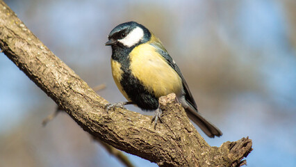 great spotted woodpecker