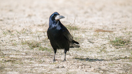 crow on the ground