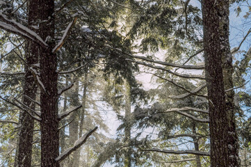 Falling Snow And Eastern Hemlock Trees, Silver Lakes Wilderness Area, Adirondack Forest Preserve, New York USA